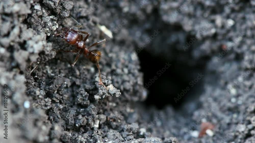 Ants make burrow on the ground. Macro shot. Ants make burrow on the ground. Macro shot.