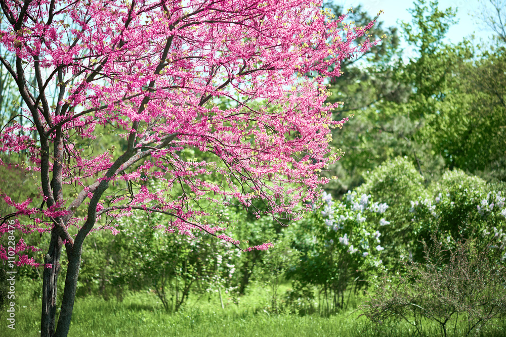 pink flower on tree branches blossoms in a garden, beautiful spring landscape at bright day