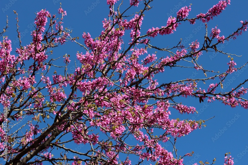 Branches d'arbre de Judée en fleurs Branches d'arbre de Judée en fleurs