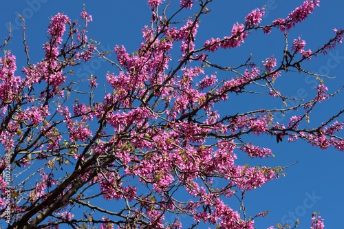 Branches d'arbre de Judée en fleurs