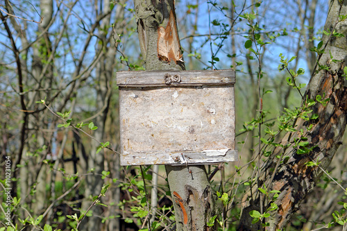 empty wooden plaque in the green forest. Spring. blossom leaves. blue sky. sunny day. limited depth of field.
