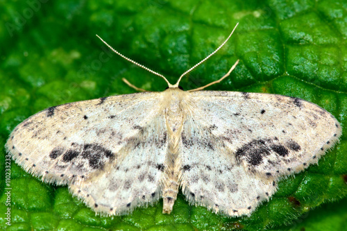 Single-dotted wave moth (Idaea dimidiata). British insect in the family Geometridae, the geometer moths photo