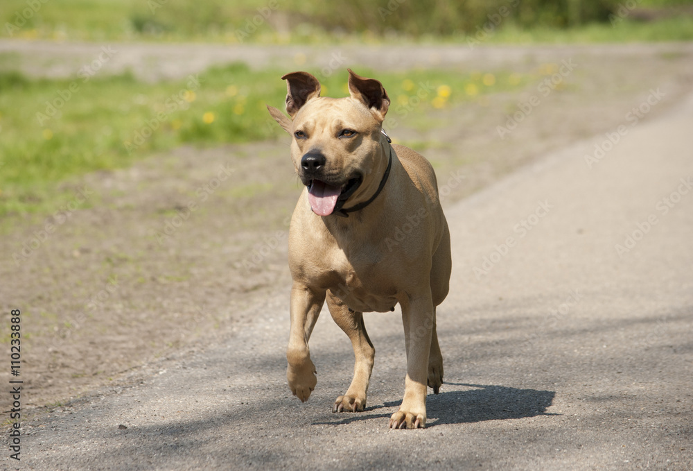 Spelende gezonde blije hond, Amerikaanse Staffordshire terrier, loopt op straat