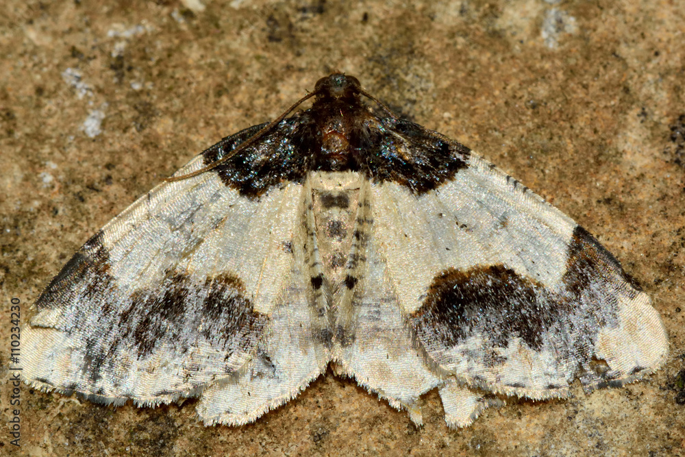 Scorched carpet moth (Ligdia adustata). British insect in the family