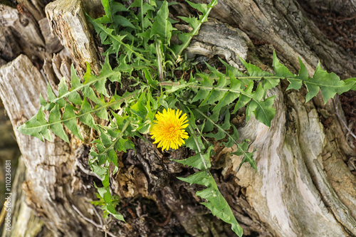 Fototapeta Naklejka Na Ścianę i Meble -  Single dandelion flower growing on an old tree trunk on the lake shore
