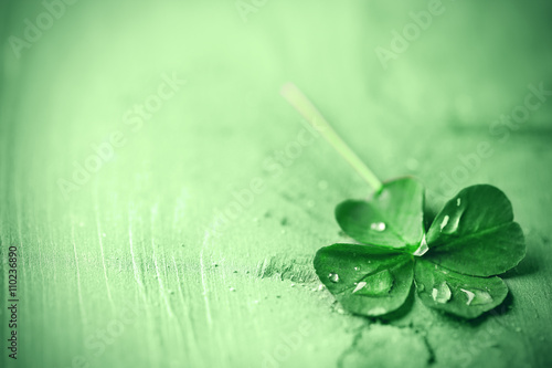 Fototapeta St. Patricks day,  clover leaf on green wooden background