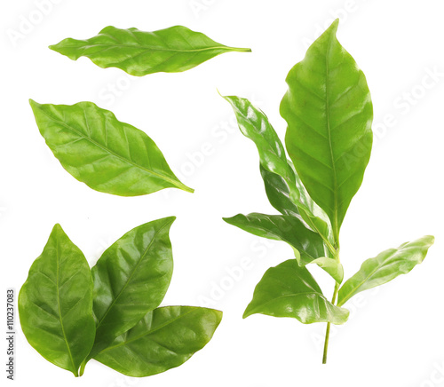 Collage of fresh green coffee leaves, isolated on white