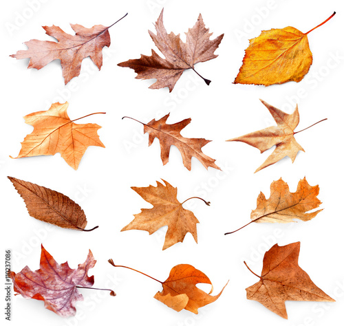 Collection of autumn dried leaves  isolated on white