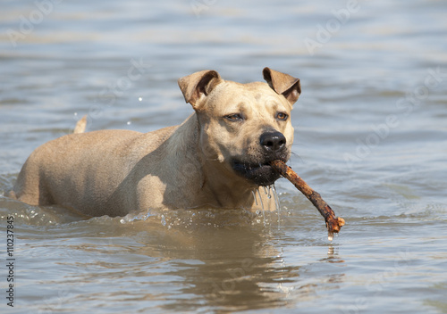 Spelende gezonde blije hond, Amerikaanse Staffordshire terrier, speelt met stok in water