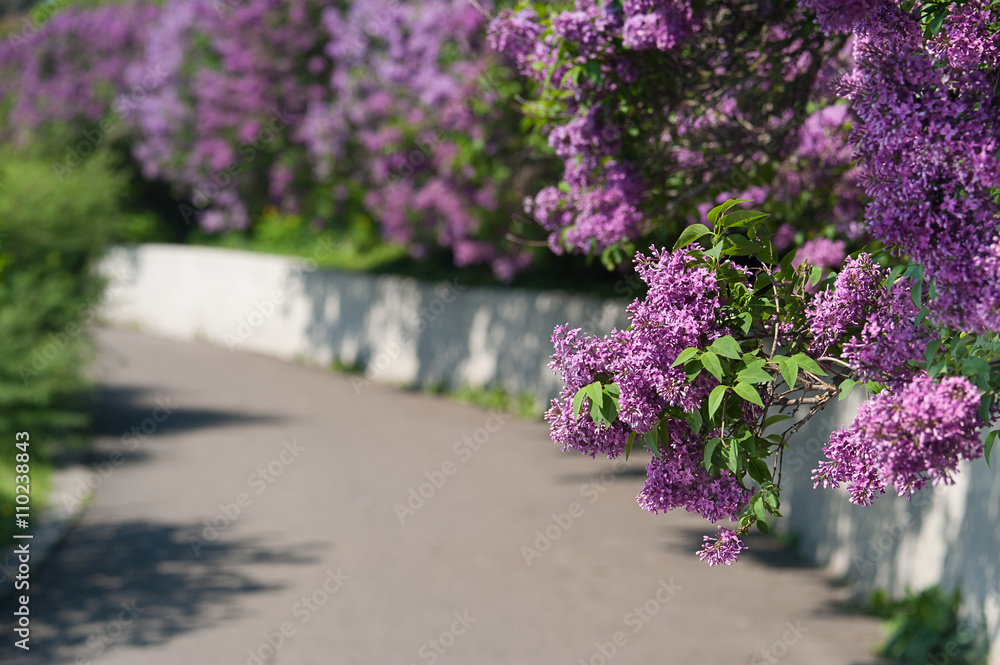 Obraz premium branch of a blossoming lilac. spring background