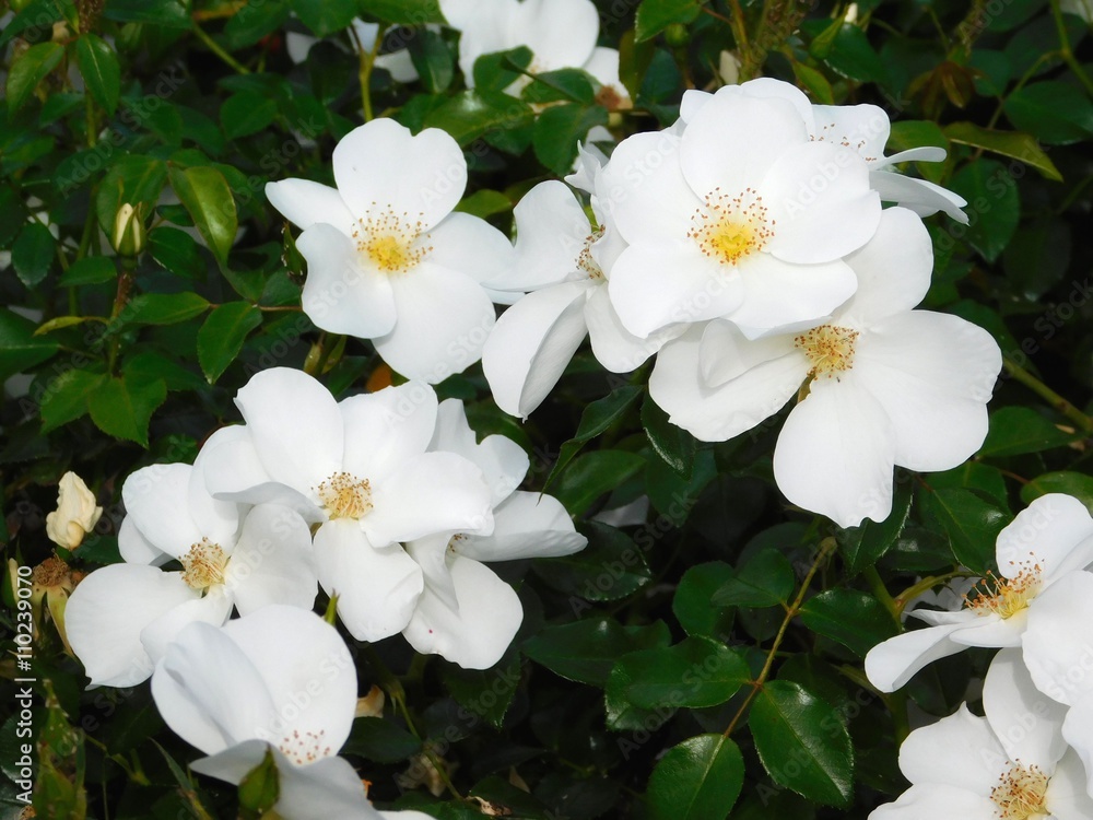 flowers outdoors flowers outdoors