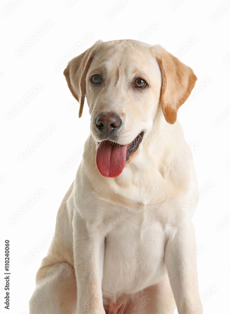 Cute Labrador dog sitting isolated on white