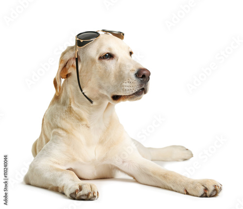 Cute Labrador dog with sunglasses isolated on white