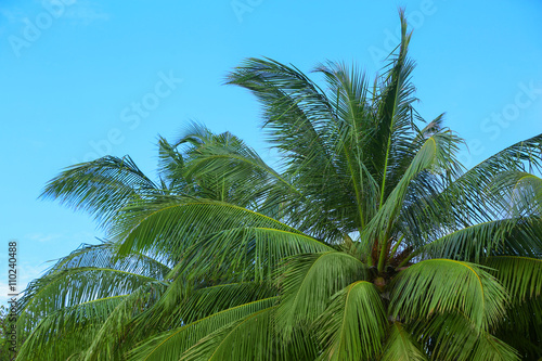 Tropical green palm trees.