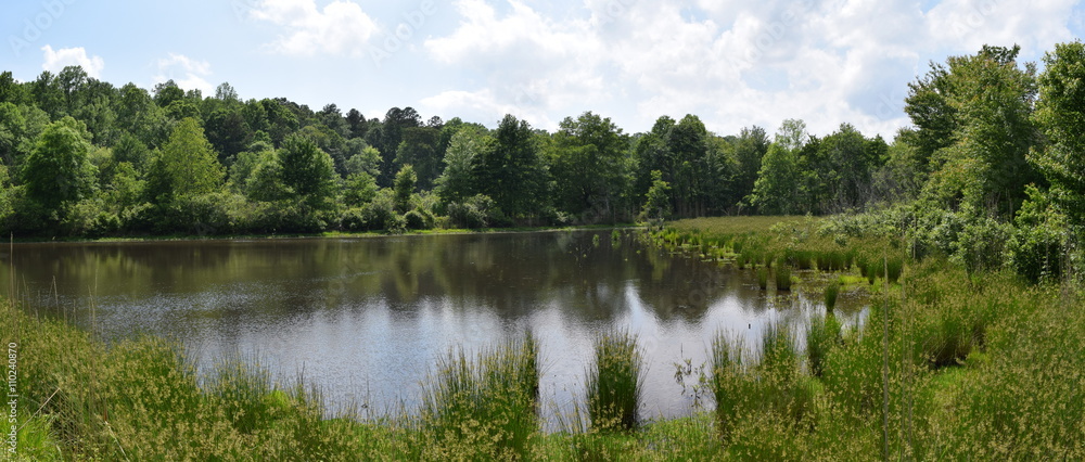 Obraz premium Pond and wetlands in Mississippi