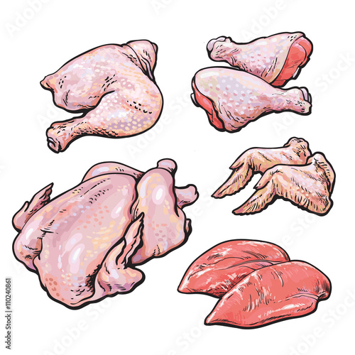 Chicken meat set of vector hand-drawn sketch, the types of the body parts of the chicken fillets, wings, ham, shank with skin, fresh colored bird chicken set isolated on white background