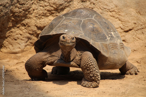 Giant tortoise (Geochelone gigantea)