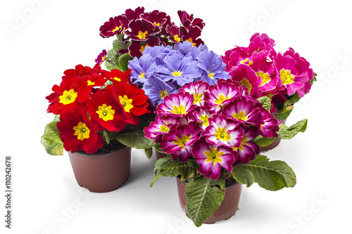 Wallpaper Mural Spring primroses flowers, primula polyanthus in a flowerpot isolated on white background Torontodigital.ca