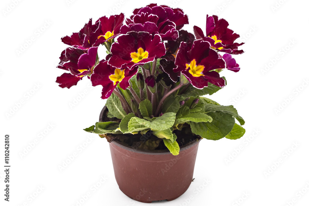 Dark red and yellow spring primroses flowers, primula polyanthus in a flowerpot isolated on white background