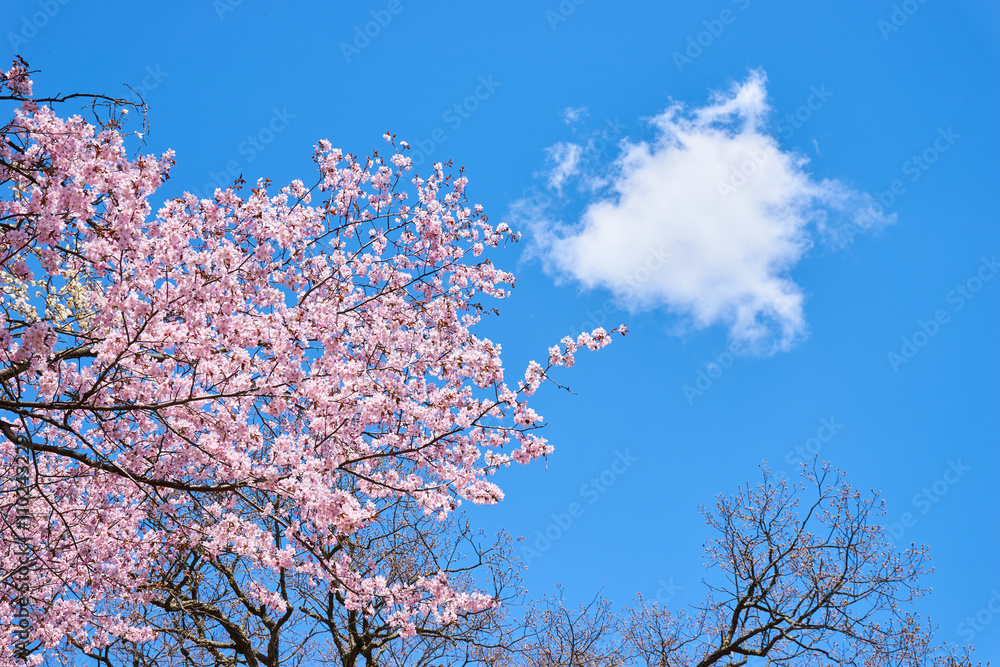 桜と白い雲 桜と白い雲