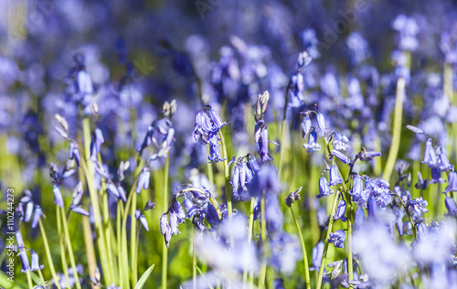 Wild Bluebell Flowers Meadow in Bright Morning Light