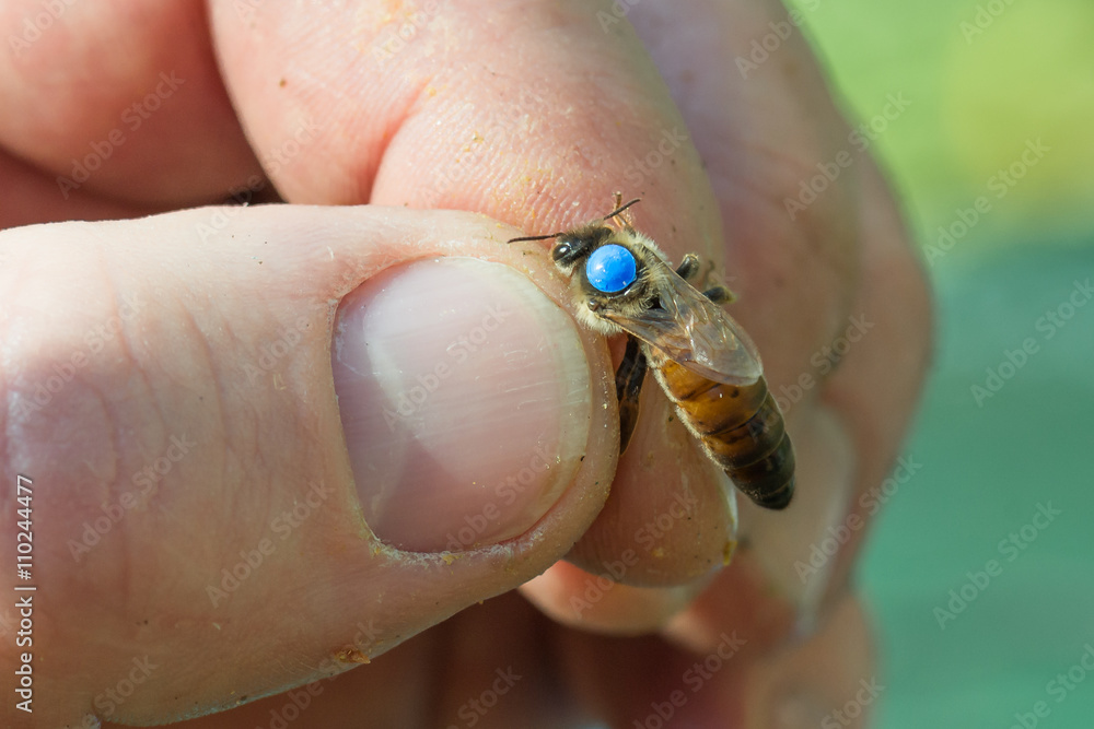 Obraz premium Mit einem Farbpunkt markierte Königin der Honigbiene (Apis mellifera)