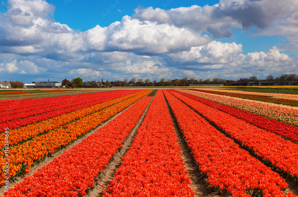 tulip field near Lisse, Netherlands