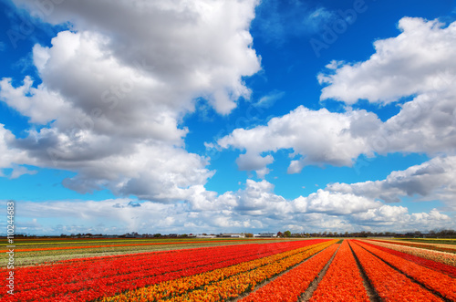 Fototapeta Naklejka Na Ścianę i Meble -  tulip field near Lisse, Netherlands
