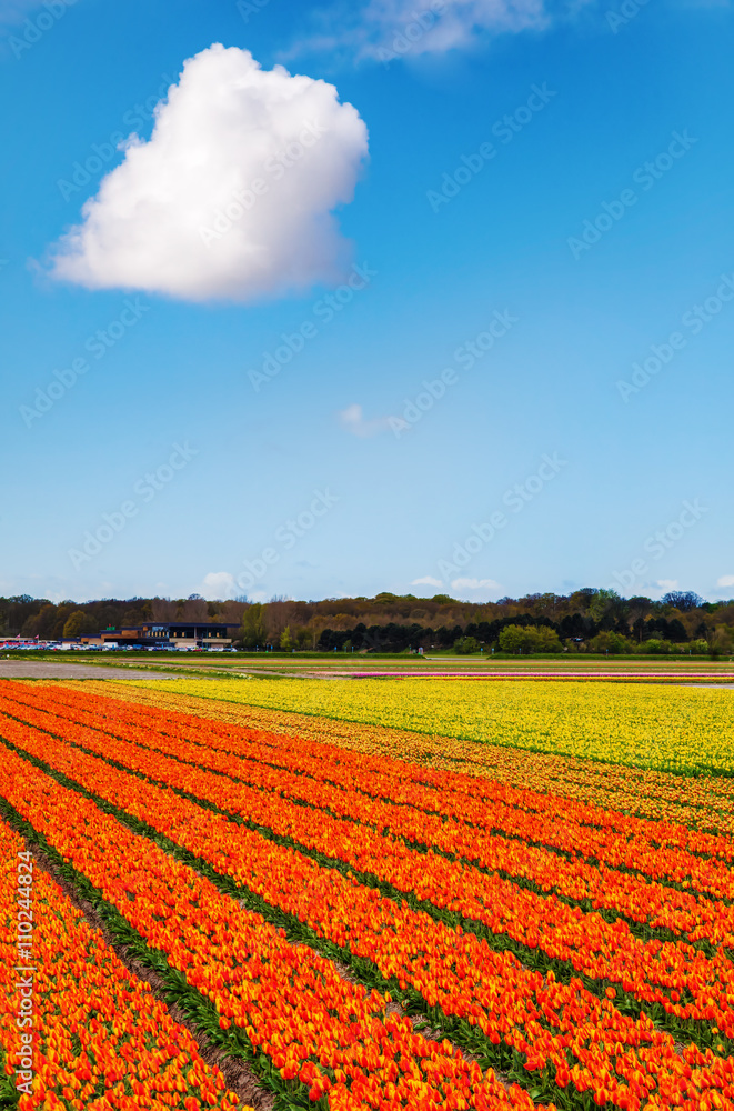 tulip field near Lisse, Netherlands