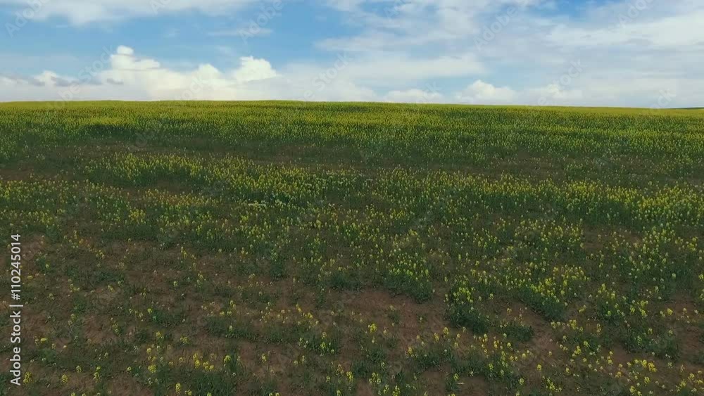 Canola farmland. Spring, Aerial view Canola farmland. Spring, Aerial view