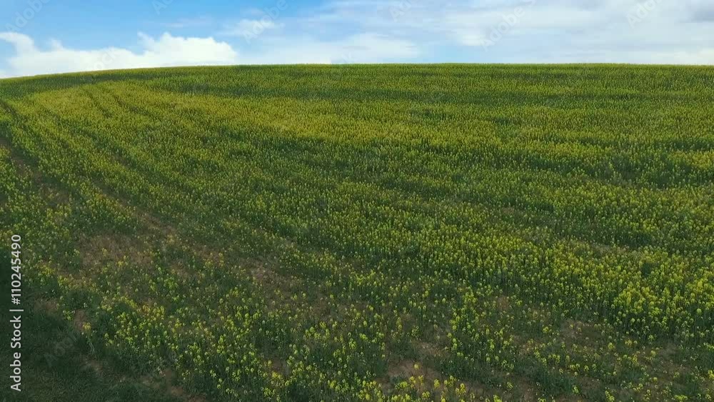 Rape blossom fields under blue sky. Aerial view Rape blossom fields under blue sky. Aerial view