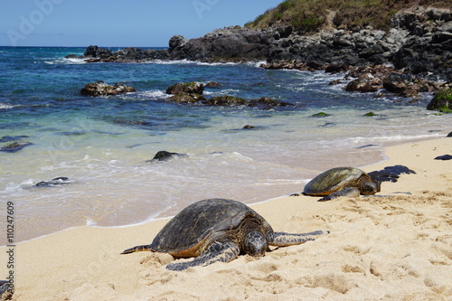 Wild Honu giant Hawaiian green sea turtles at Hookipa Beach Park, Maui © eqroy