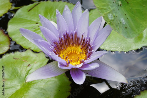 Purple lotus aquatic waterlily flowers in a pond in Hawaii