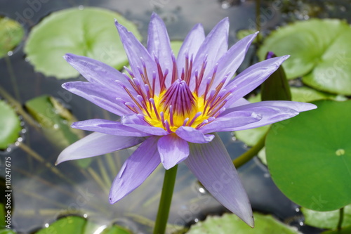 Purple lotus aquatic waterlily flowers in a pond in Hawaii