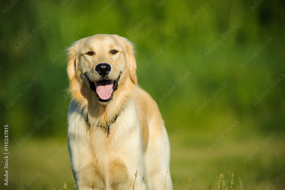 Golden Retriever dog standing in grass area with trees Golden Retriever dog standing in grass area with trees