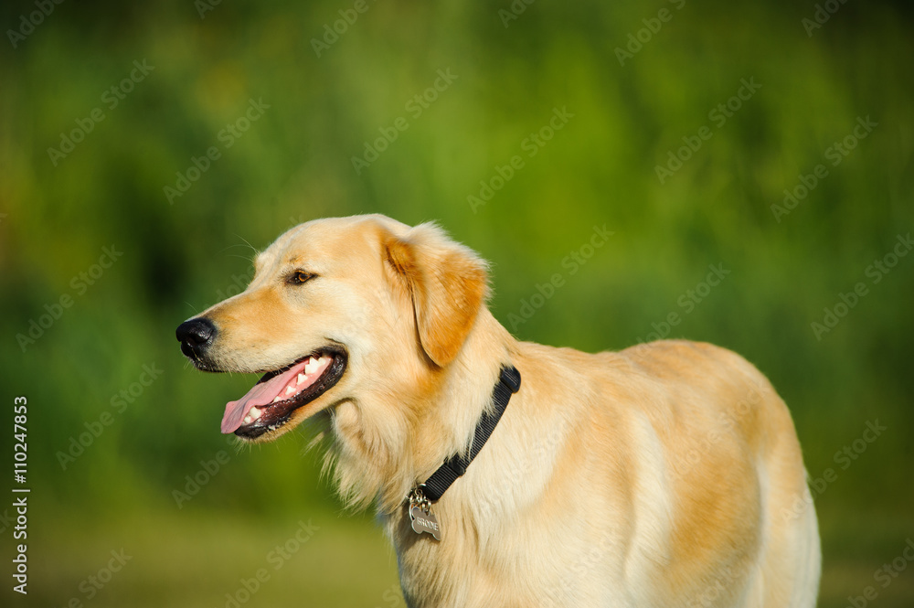 Golden Retriever dog relaxed against green Golden Retriever dog relaxed against green