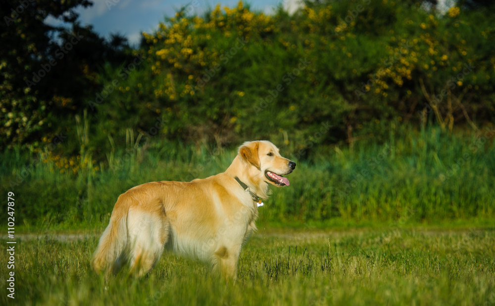 Golden Retriever dog standing in long green grass with trees Golden Retriever dog standing in long green grass with trees