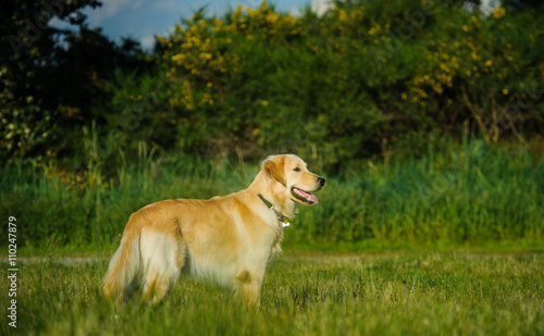 Golden Retriever dog standing in long green grass with trees