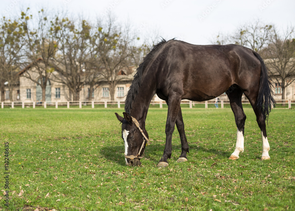 beautiful black horse. Summer sunny day beautiful black horse. Summer sunny day