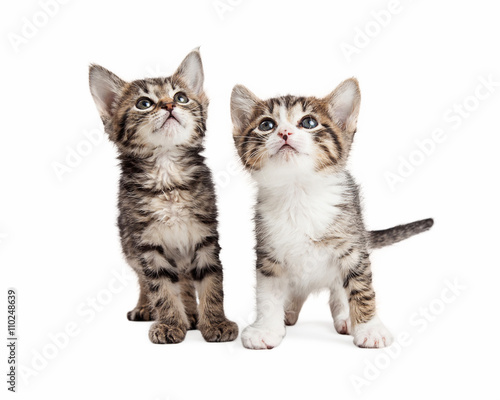 Two Cute Kittens Looking Up © adogslifephoto