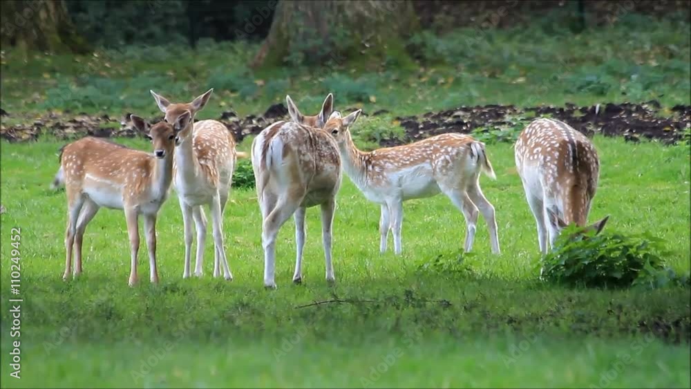 young fallow deer in a wildlife park
young fallow deer in a wildlife park