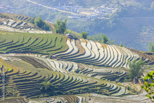 Rice fields in north Vietnam