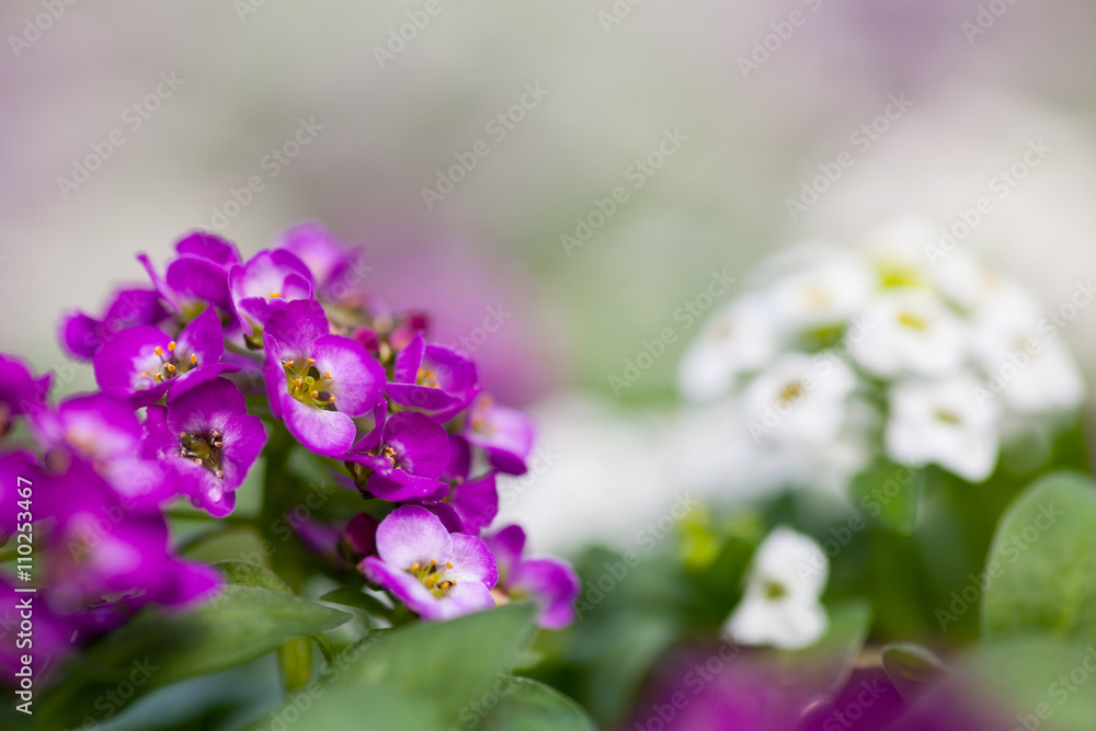Close up of pretty pink, white and purple Alyssum flowers,  the Cruciferae annual flowering plant