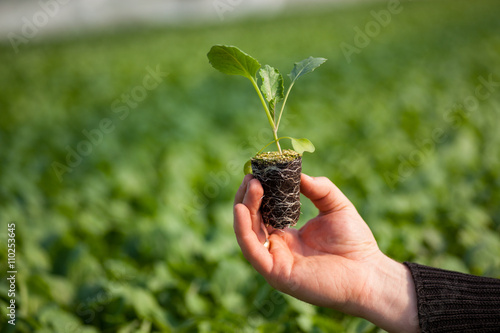 Human hands holding young plant with soil over blurred nature background. Ecology World Environment Day CSR Seedling Go Green Eco Friendly 