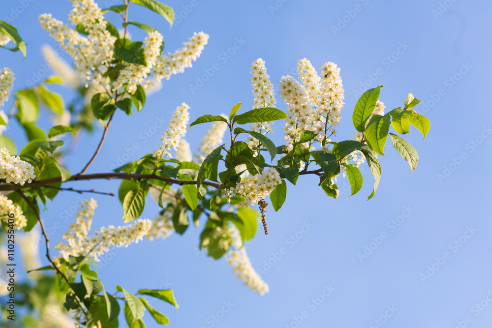 a blooming garden in spring, the cherry tree a blooming garden in spring, the cherry tree