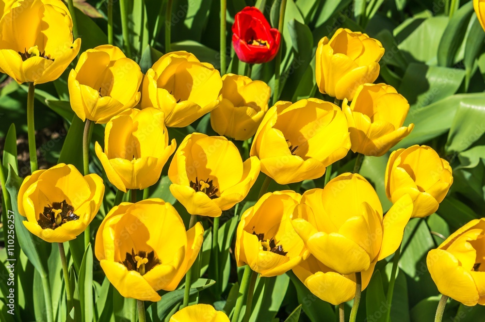 Yellow tulips Yellow tulips