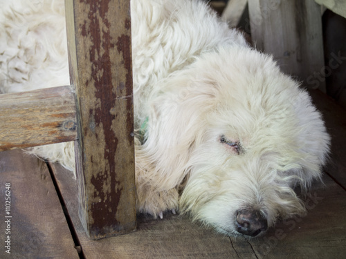 small puddle dog sleep on wood floor photo