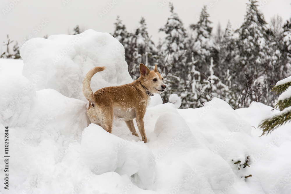 dog in winter dog in winter