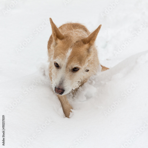 dog runs through snowdrift