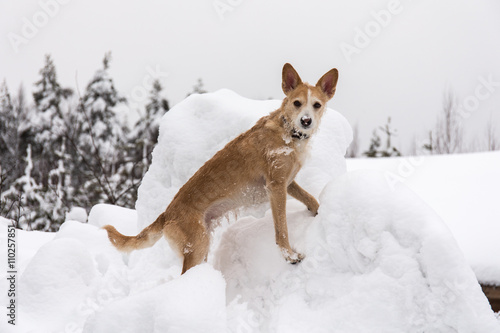 dog portrait on snowdrift
